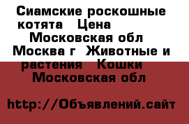Сиамские роскошные котята › Цена ­ 10 000 - Московская обл., Москва г. Животные и растения » Кошки   . Московская обл.